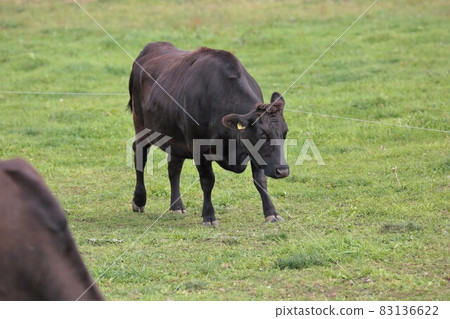 牧場風光，日本牛肉 83136622