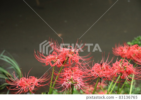Cluster amaryllis blooming against the backdrop of a stream Cluster amaryllis blooming against the backdrop of a stream 83136765