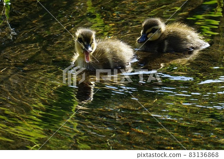 Two teals swimming in the river 83136868