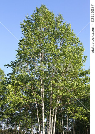 Landscape with birch, Hokkaido Landscape with birch, Hokkaido 83136887