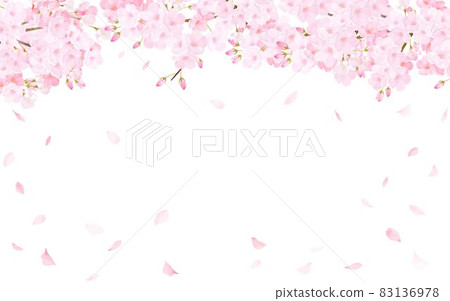 Beautiful and gorgeous cherry blossoms in full bloom and petals fluttering spring white background vector material illustration 83136978