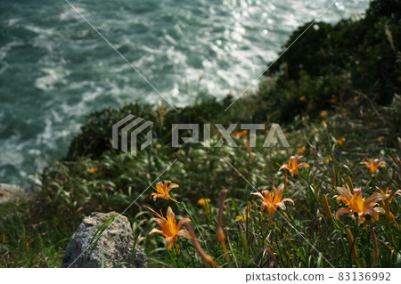 伊良湖岬：洶湧的海浪沖向被遺忘的秋草盛開的日之出公園 83136992