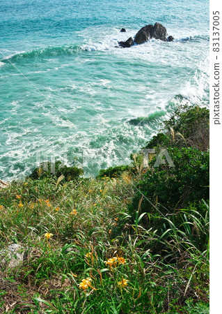 Cape Irago: Rough waves rushing to the forgotten autumn grass blooming Hinode Park 83137005