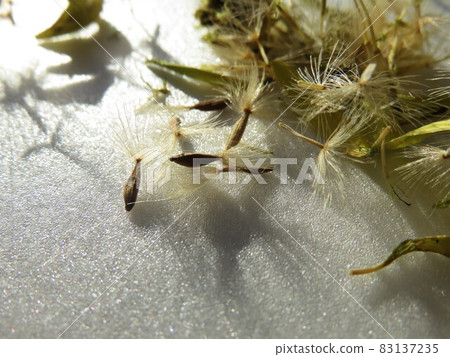 非洲菊絨毛和種子 83137235