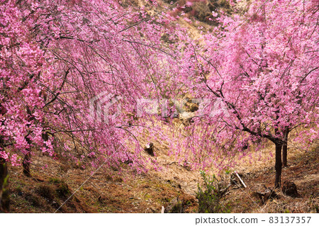 Weeping cherry blossoms in full bloom on the slope of the mountain 83137357