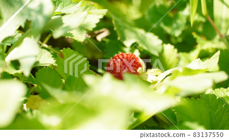 山上的蛇漿果 山上的蛇漿果 83137550