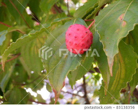 Sendai City Plants Sweet Kousa Dogwood Fruits in Autumn 83138356