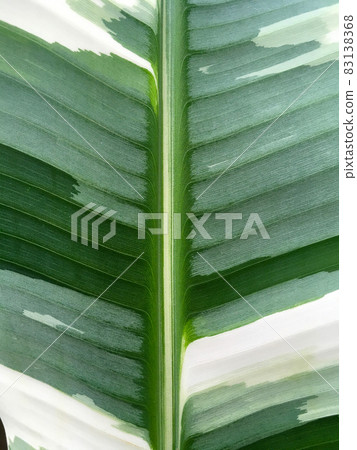Musa Florida Variegated leaves as the background texture 83138368