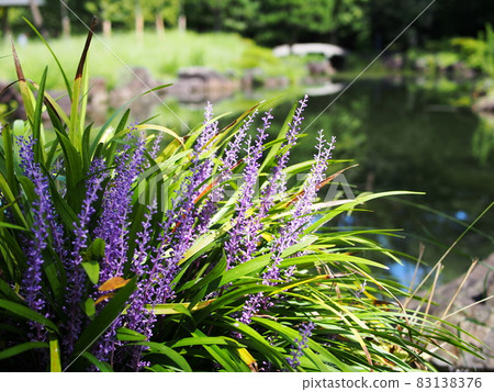 百合草花盛開在水邊 83138376