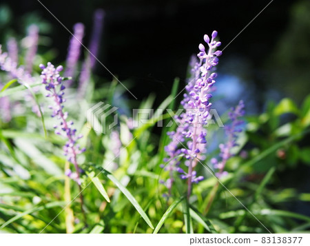 紫色jaburan花 83138377