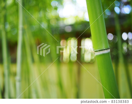 土牆前一字排開的竹林 土牆前一字排開的竹林 83138383