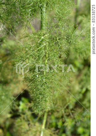 Common fennel 83138725