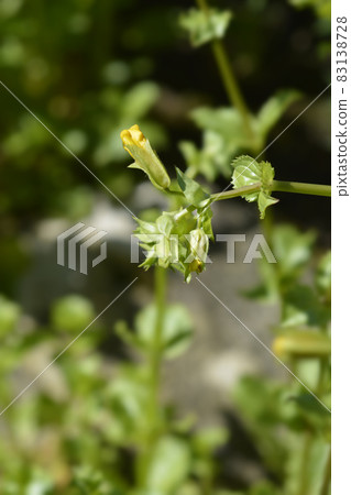 Monkey flower 83138728