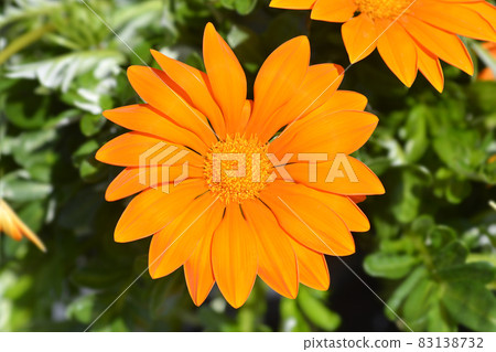 Treasure flower 83138732