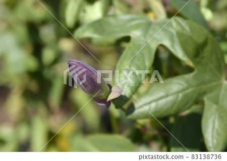 Lady Lavender Passion Vine Lady Lavender Passion Vine 83138736