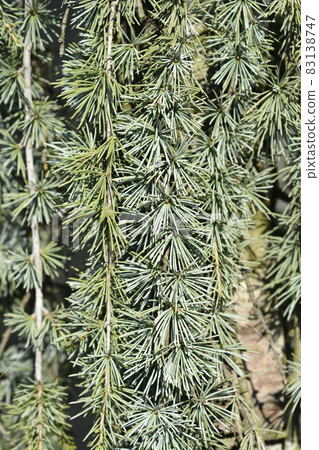 Weeping Blue atlas cedar Weeping Blue atlas cedar 83138747