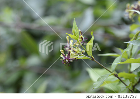 Silkvine Silkvine 83138758