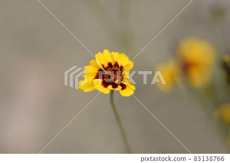 Plains tickseed 83138766