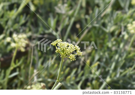 Sea fennel Sea fennel 83138771