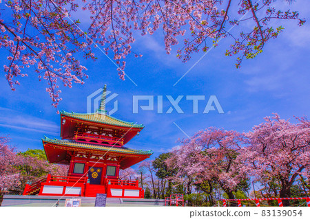 Spring cherry blossoms and Kodosan (Yokohama) 83139054