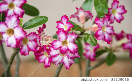 pink and white flower in the garden pink and white flower in the garden 83139086