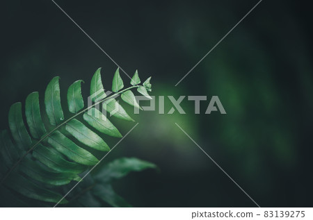 Close up of Nephrolepid sp leaf. fern in garden, vintage tone Close up of Nephrolepid sp leaf. fern in garden, vintage tone 83139275