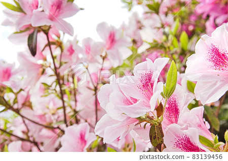 沖繩杜鵑花 83139456