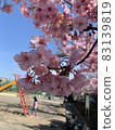 Kawazu cherry blossoms on a sunny day blooming in a park where girls play alone 83139819