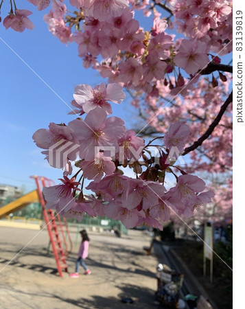 在陽光明媚的日子裡，河津櫻花在女孩們獨自玩耍的公園裡綻放 83139819