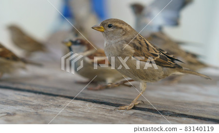 Photography of flock of the urban sparrows. Moscow city street as defocused background. Close up image Photography of flock of the urban sparrows. Moscow city street as defocused background. Close up image 83140119