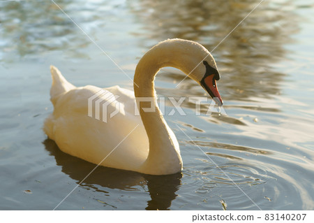 White beautiful swan is swimming in the lake in the unny autumn day. Concept of the bauty in nature. White beautiful swan is swimming in the lake in the unny autumn day. Concept of the bauty in nature. 83140207