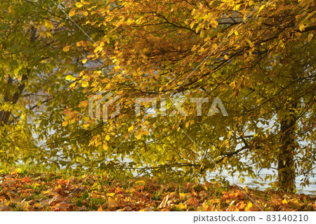 Background of golden leaves. Bright sunny autumn day. Yellow lush foliage in the Moscow public park. Blue water of Moscva river as background. Natural pattern. Background of golden leaves. Bright sunny autumn day. Yellow lush foliage in the Moscow public park. Blue water of Moscva river as background. Natural pattern. 83140210