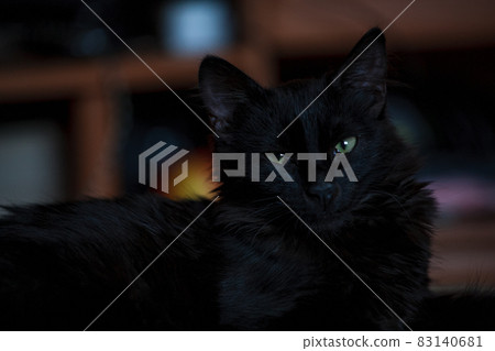 Closeup portrait of a Halloween black cat 83140681
