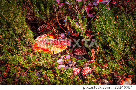 Amanita muscaria during Autumn Season in Garibaldi Provincial Park 83140794