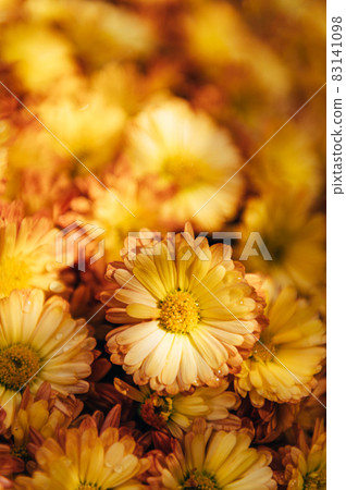 Orange chrysanthemum flowers 83141098