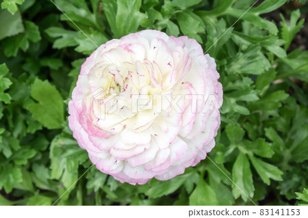 Blooming land lotus Blooming land lotus 83141153
