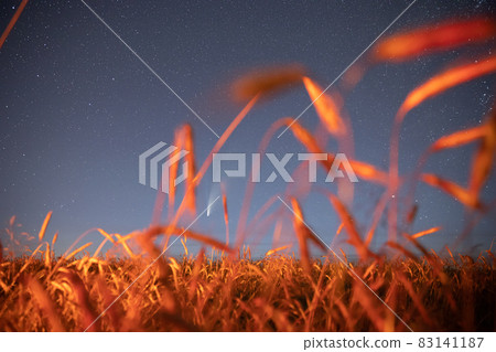 Belarus. 17 July 2020. Comet Neowise C 2020 F3 Shines Bright In The Night Starry Sky Above Young Wheat Field. Night Stars Above Summer Agricultural Field In July Month. Comet At A Distance Of 104 83141187