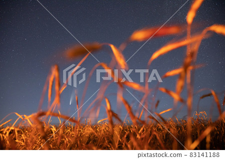 Belarus. 17 July 2020. Comet Neowise C 2020 F3 Shines Bright In The Night Starry Sky Above Young Wheat Field. Night Stars Above Summer Agricultural Field In July Month. Comet At A Distance Of 104 83141188