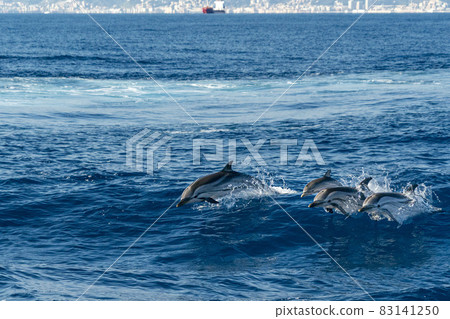striped Dolphin while jumping in the deep blue sea near Genoa harbor italy striped Dolphin while jumping in the deep blue sea near Genoa harbor italy 83141250