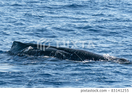 Sperm Whale at sunset Sperm Whale at sunset 83141255
