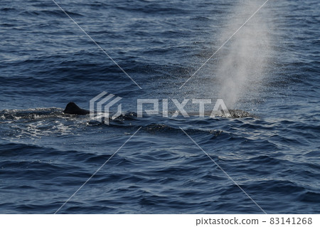 Sperm Whale while blowing at sunset Sperm Whale while blowing at sunset 83141268