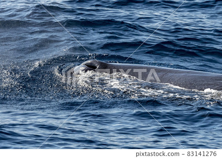 Sperm Whale blow hole at sunset 83141276