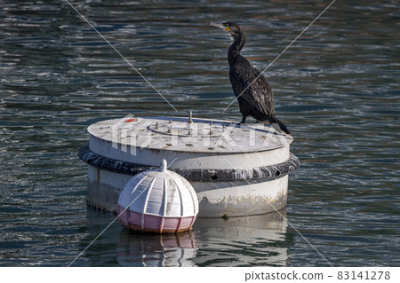cormorant while resting on harbor buoy cormorant while resting on harbor buoy 83141278