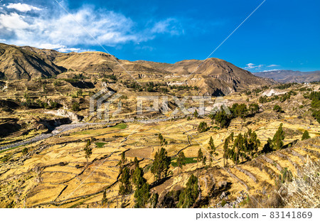 Terraced field within the Colca Canyon in Peru 83141869