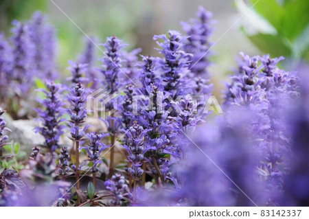 Ajga chocolate chip 83142337