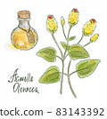 Acmella oleracea, toothache plant, paracress, Sichuan buttons, buzz buttons, tingflowers and electric daisy 83143392