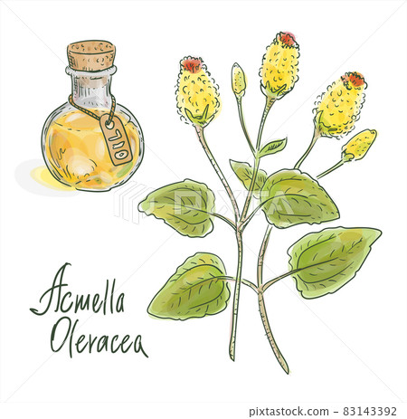 Acmella oleracea, toothache plant, paracress, Sichuan buttons, buzz buttons, tingflowers and electric daisy 83143392