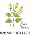 Acmella oleracea, toothache plant, paracress, Sichuan buttons, buzz buttons, tingflowers and electric daisy 83143394
