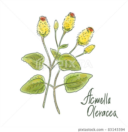 Acmella oleracea, toothache plant, paracress, Sichuan buttons, buzz buttons, tingflowers and electric daisy 83143394