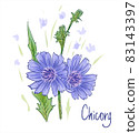 Common chicory or Cichorium intybus. Vector illustration. 83143397